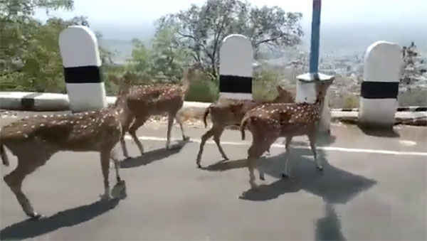 A herd of spotted deer wander down a road near Tirupati in Indias Andhra Pradesh region.