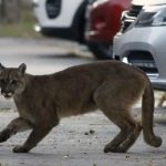 A one year old puma prowls the streets of Santiago Chile