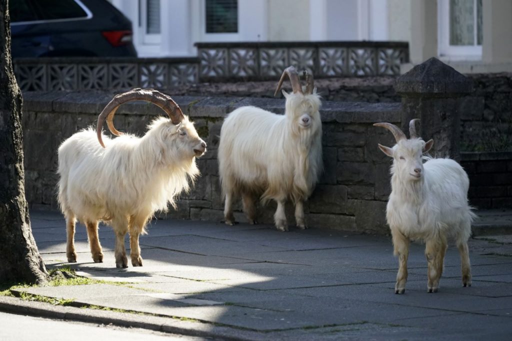 Mountain goats roam the streets of Llandudno Wales.