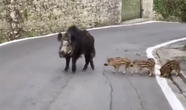 While Bergamo in northern Italy is one of the countrys worst affected areas this wild boar took her piglets out for a wander.