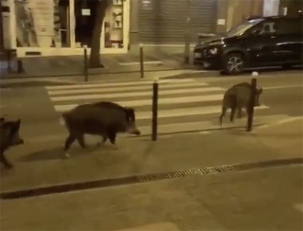 Wild boar were also seen roaming the streets of Paris.