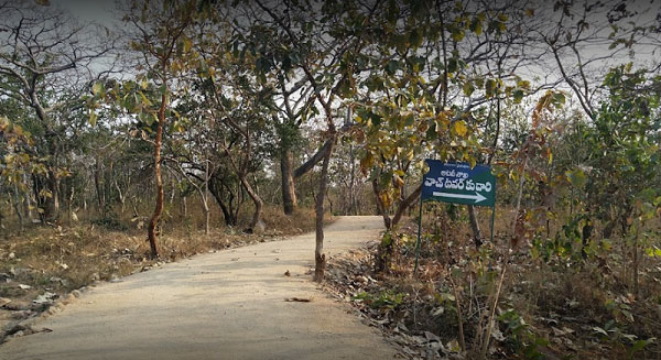 Narsapur Urban forest park 